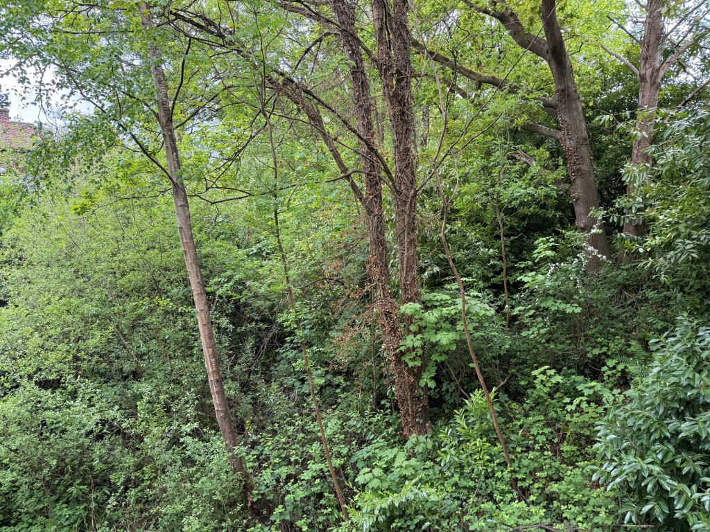 Lot: 38 - 1.6 ACRES OF FORMER RAILWAY LAND WITH POTENTIAL - View over wooded Land